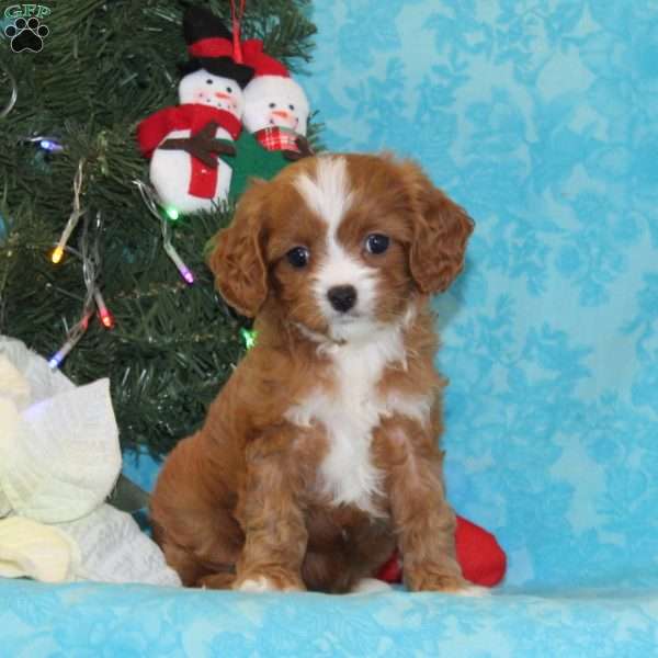 Monkey, Cavapoo Puppy
